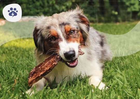 A dog lying on green grass outdoors, holding a large chew in its mouth. The photo has rounded corners and a small paw-print icon in the top-left corner.