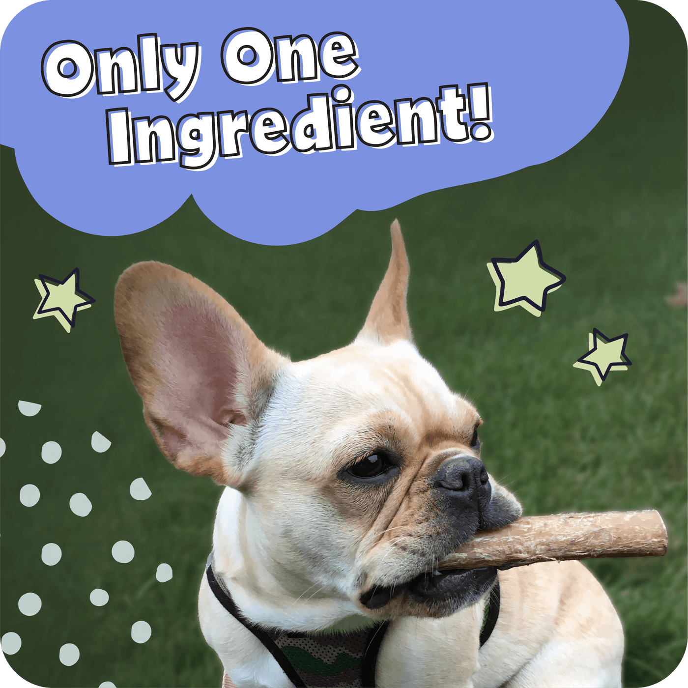 A dog with a Pawstruck Bully Stick in their mouth with the text saying Only one Ingredient 