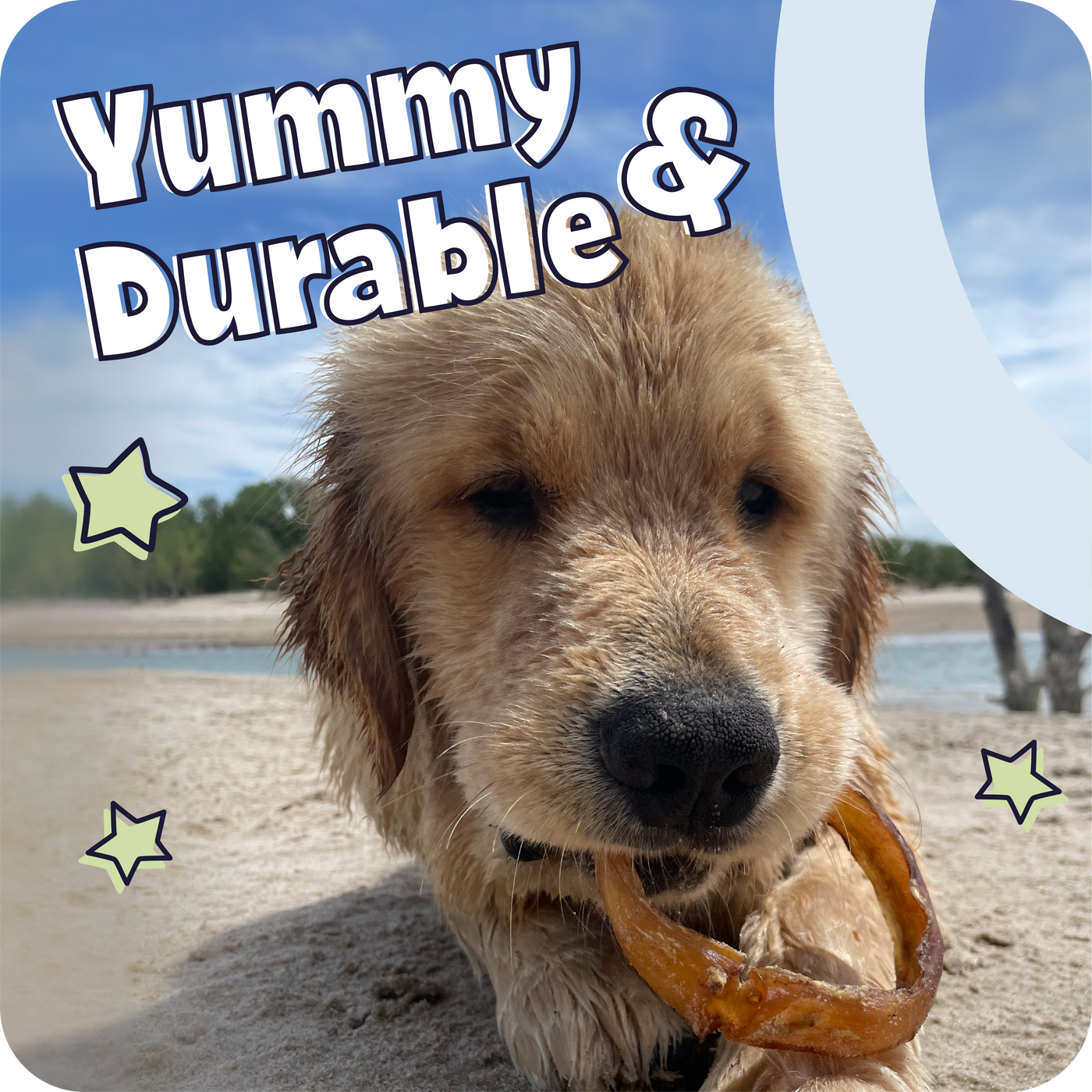 Dog on a beach holding a treat with text 'Yummy & Durable' in the sky.