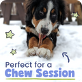 Dog chewing on a treat in the snow with text 'Perfect for a Chew Session'.