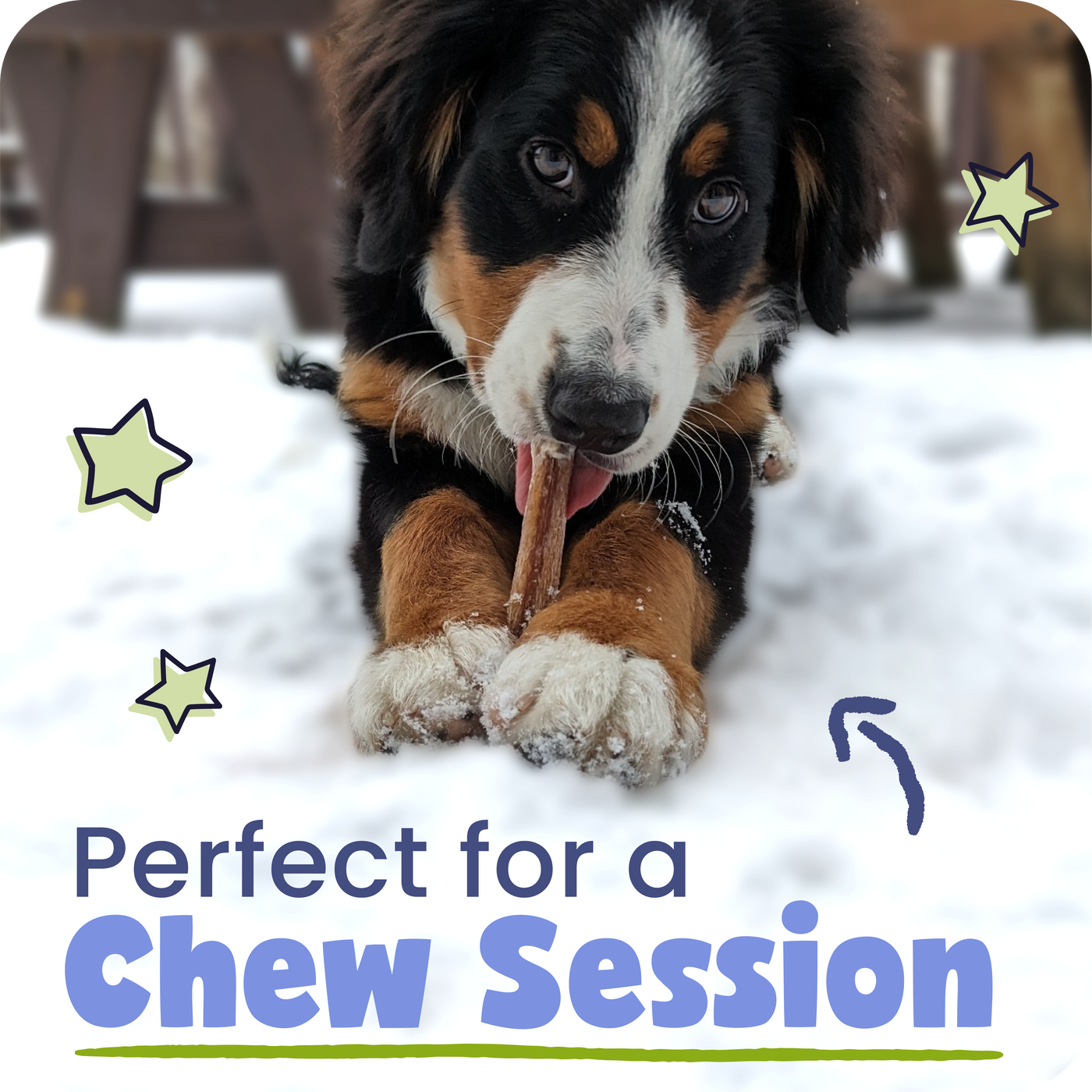 Dog chewing on a treat in the snow with text 'Perfect for a Chew Session'.