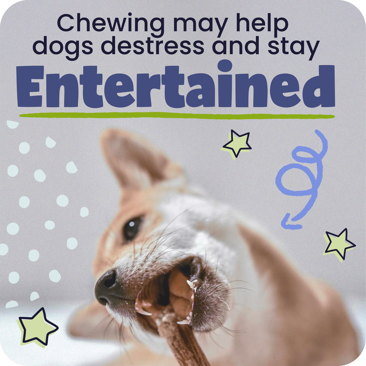 Dog chewing on a treat with text about chewing helping dogs distress and stay entertained.
