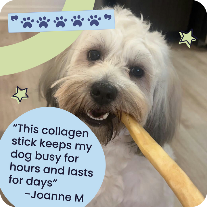 Dog chewing on a collagen stick with text and graphics