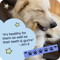 Dog chewing on a bone with a quote about dental health and a star graphic.