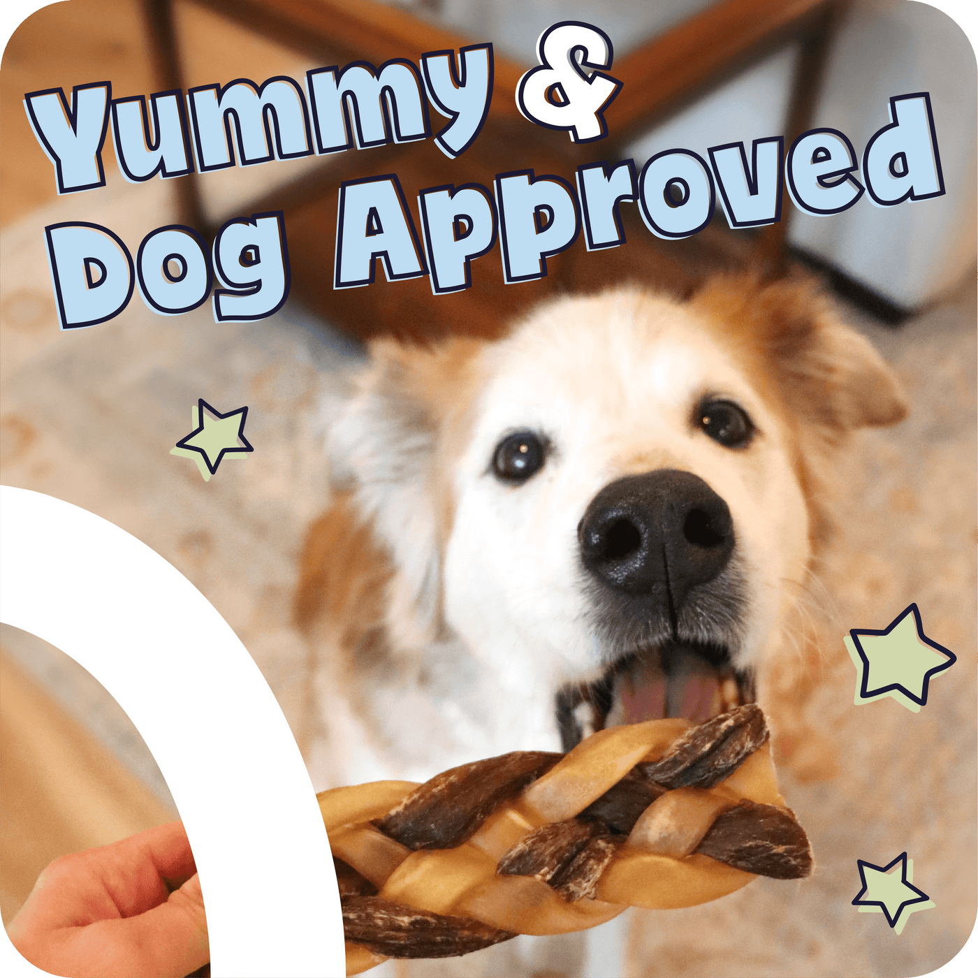 Dog holding a treat with 'Yummy & Dog Approved' text