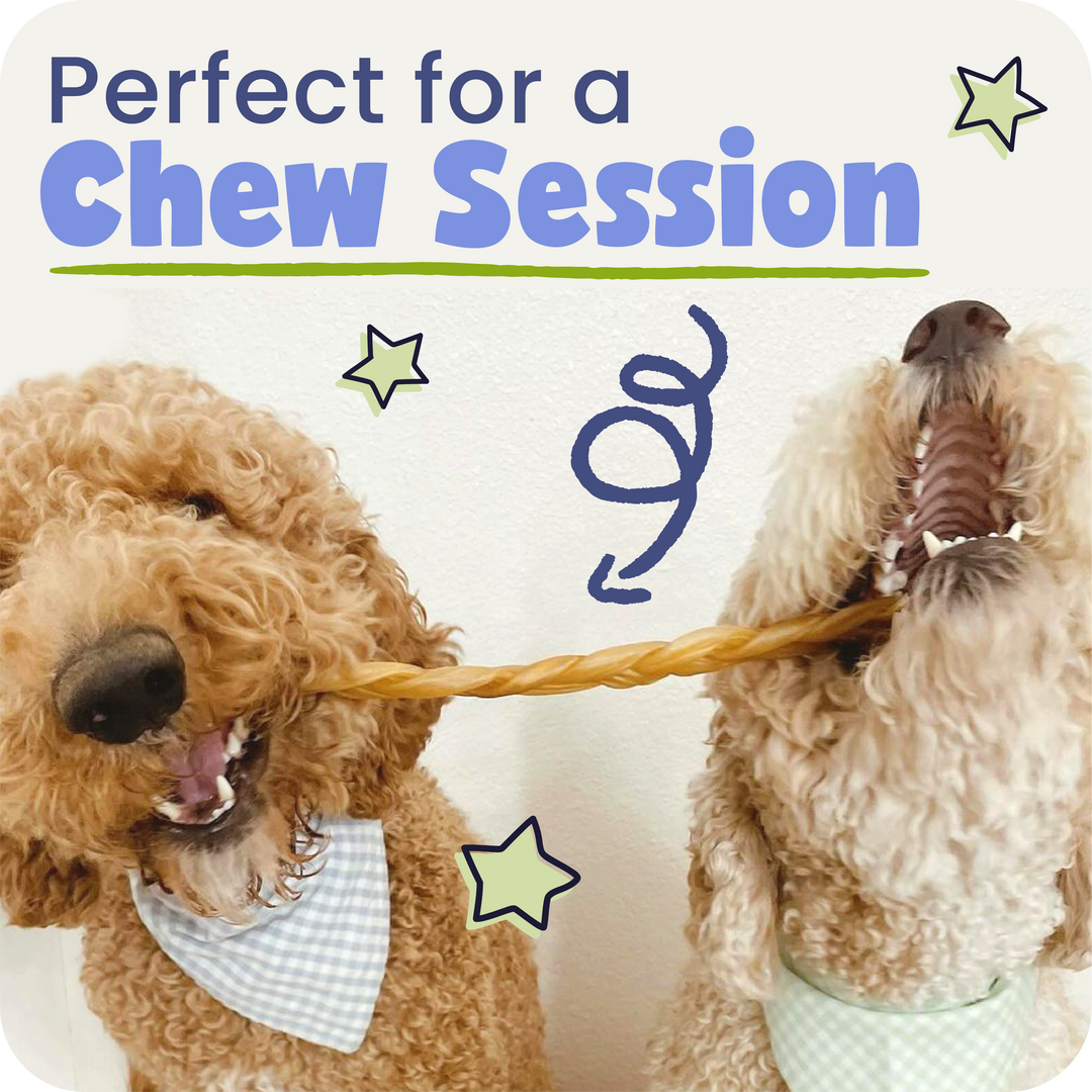 Two dogs playing with a collagen braid, with text &