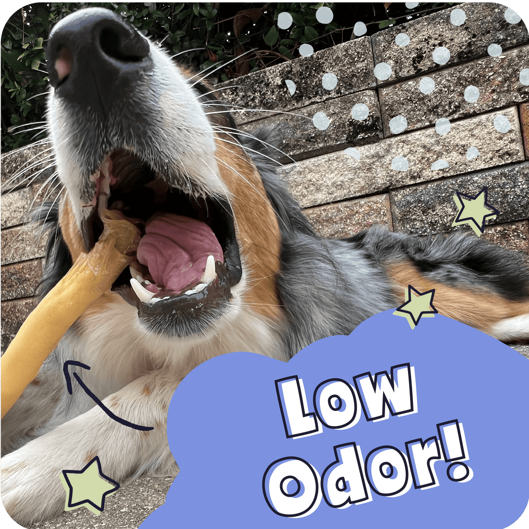 Dog chewing on a toy with &