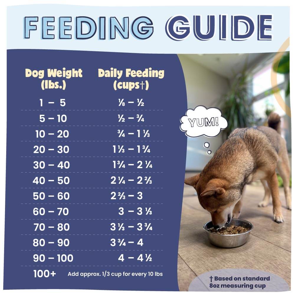 Feeding guide for dogs with a photo of a dog eating outdoors.
