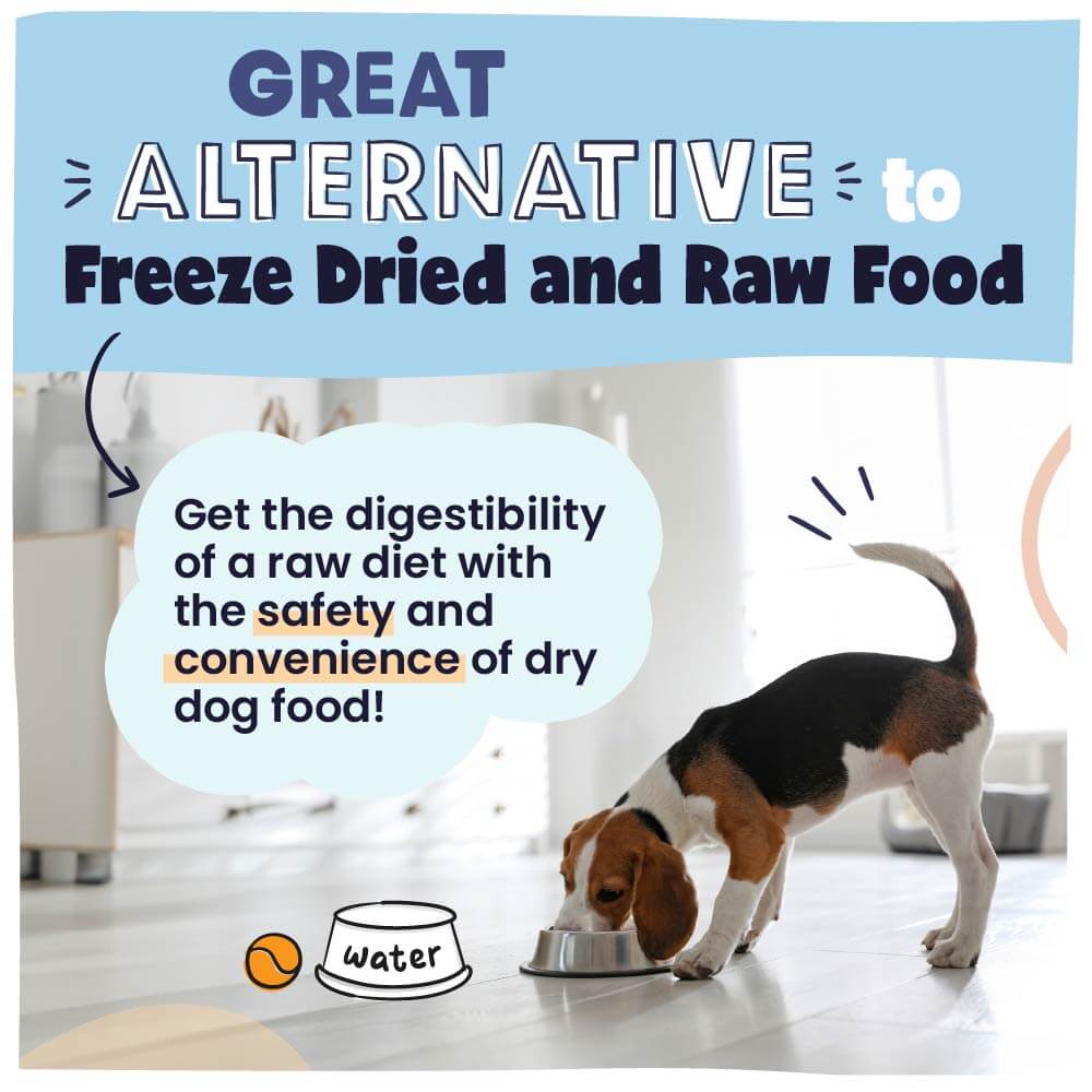 Dog eating from a bowl with promotional text about dry dog food alternatives.