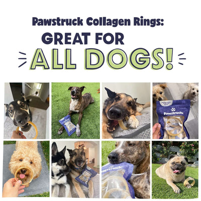 Text: Great for all dogs. Images of dogs enjoying Pawstruck Beef Collagen Rings for dogs.