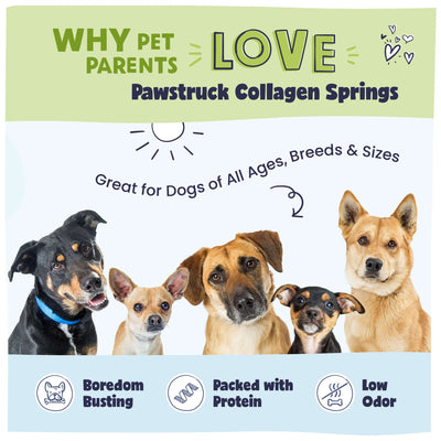 An image of 5 different sized dogs with text explaining why pet parents love Pawstruck Collagen Springs. Boredom busting, packed with protein, low odor.