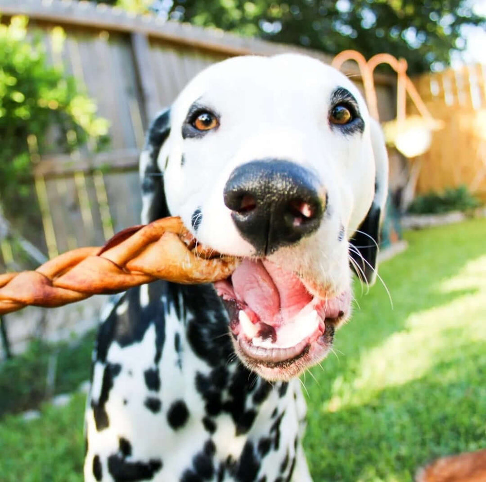 Dalmatian dog holding a braided collagen chew in its mouth in a sunny backyard