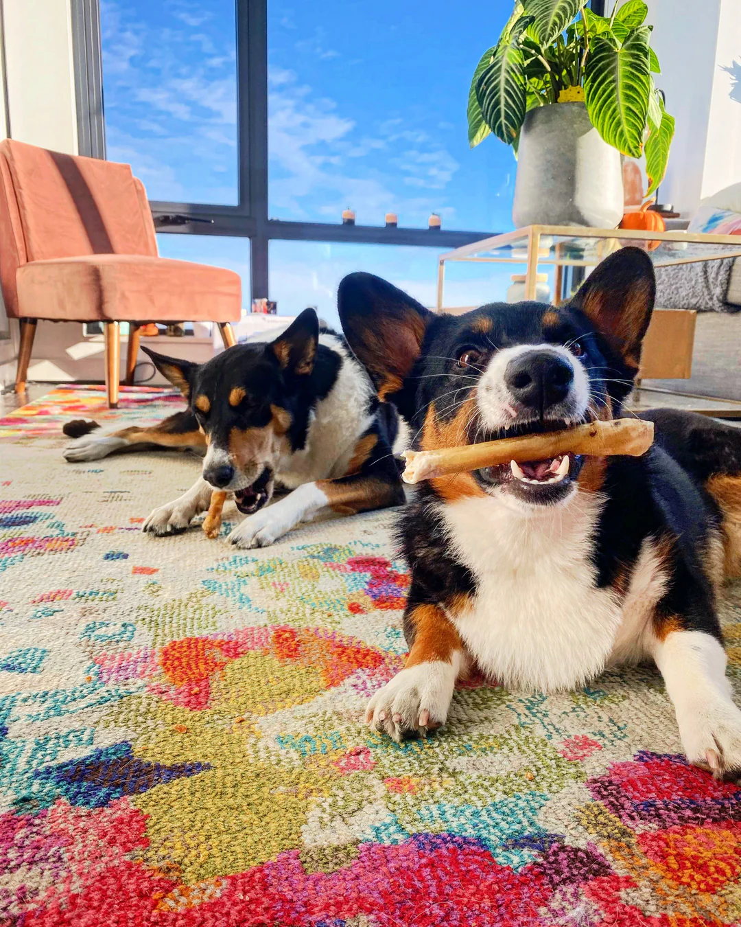 A Guide to Choosing Healthy Dog Treats