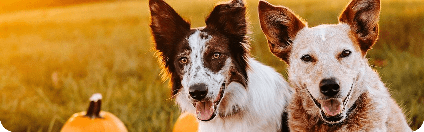 Three dogs with packages of Pawstruck dog Air Dried food in a grassy outdoor setting with pumpkins.
