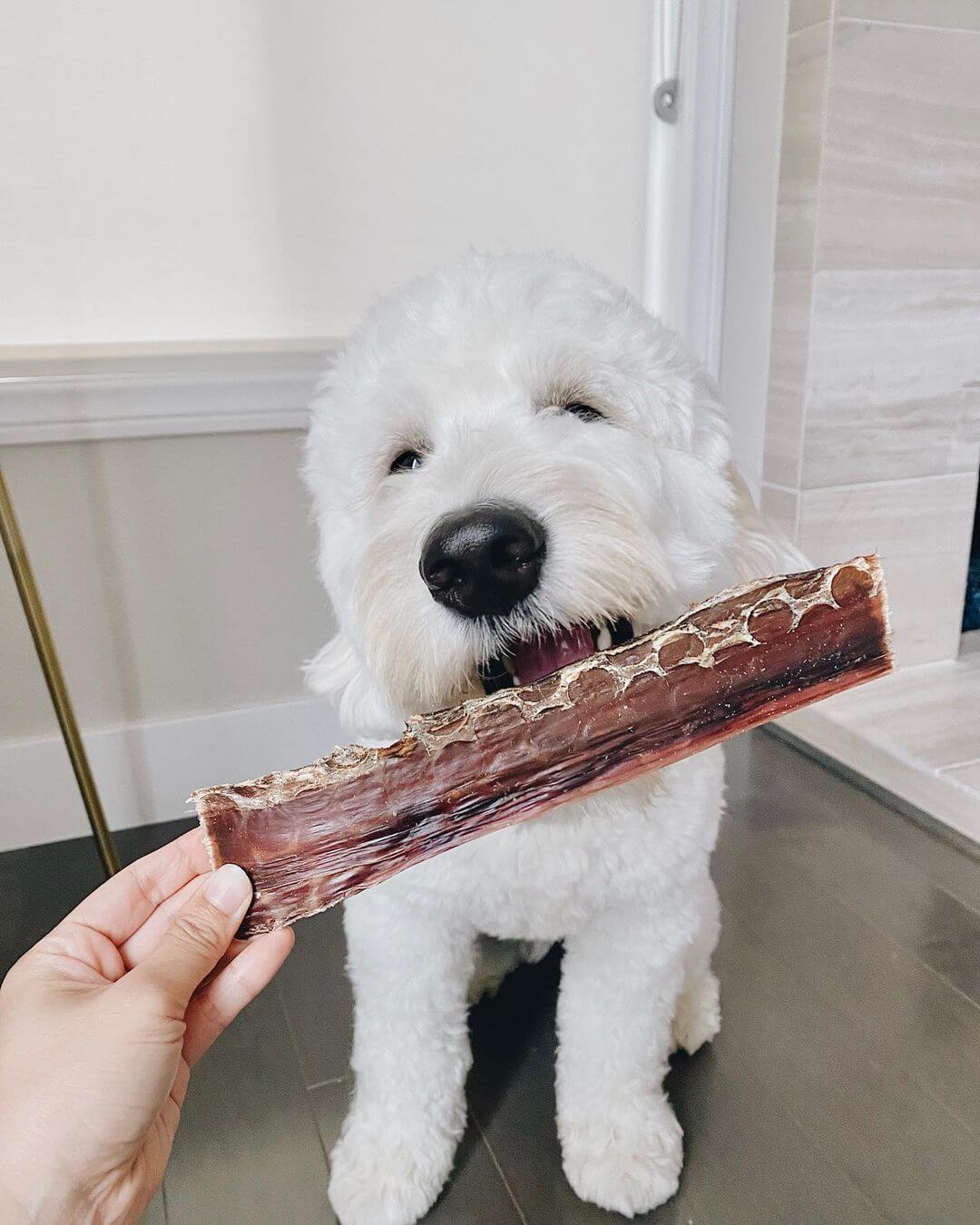An adorable pup receiving a Pawstruck Beef Jerky Joint Health Treat
