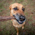 A dog with the Pawstruck Beef Jerky Joint Health Treats in their mouth