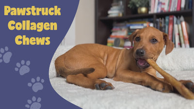 Pawstruck Beef Collagen Chews video ad 