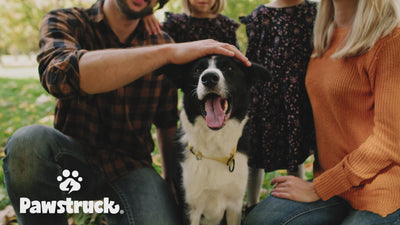 Air Dried Dog Food, Fish Recipe