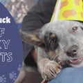 Pawstruck Beef Jerky Video Commercial video