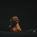 Video of a dog with text about being a picky eater and shows adding Pawstruck meal topper and mixer to bowl of food video