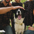 video with dog and air dried dog food  video
