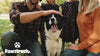 video with dog and air dried dog food 