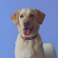 Video Commercial Featuring Pawstruck's Collagen and Jerky Treats video