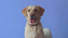 Video Commercial Featuring Pawstruck's Collagen and Jerky Treats