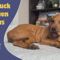 Video commerical featuring the Pawstruck Filled Bones video
