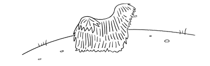 Line drawing of a shaggy dog with long, flowing fur standing in a grassy field