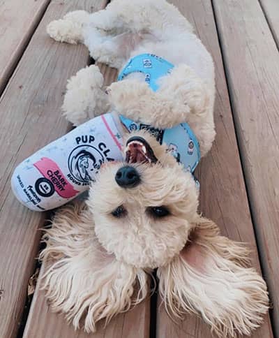 A dog playing with their Pawstruck Pup Claw Dog Toy