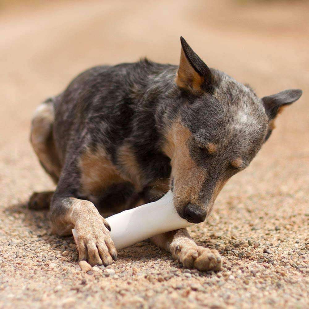 Large dog bones sales