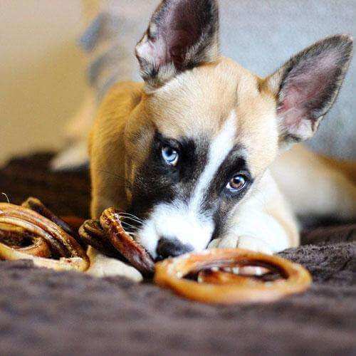 Pawstruck Bully Stick Variety Pack   