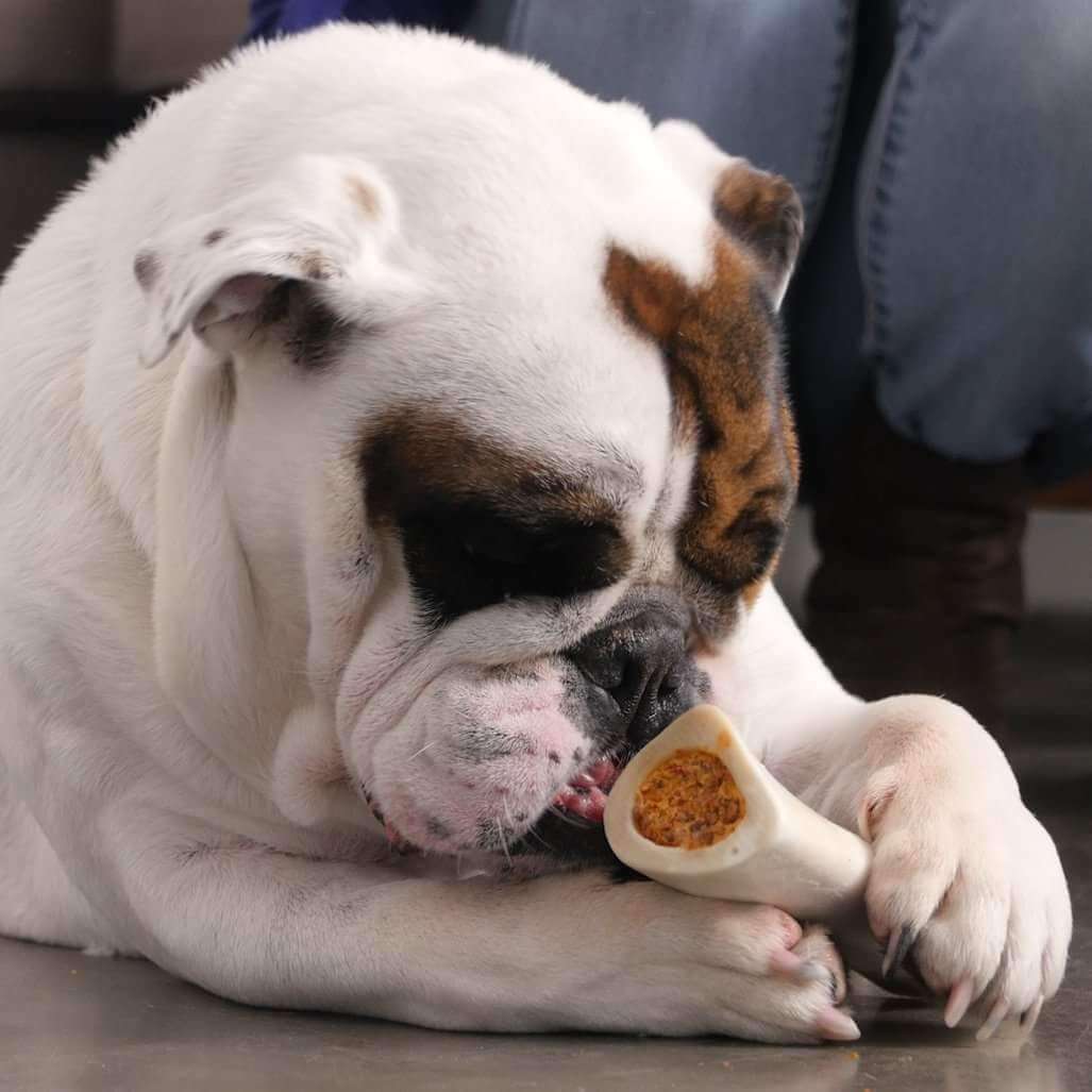 Large Filled Dog Bone Variety Pack   