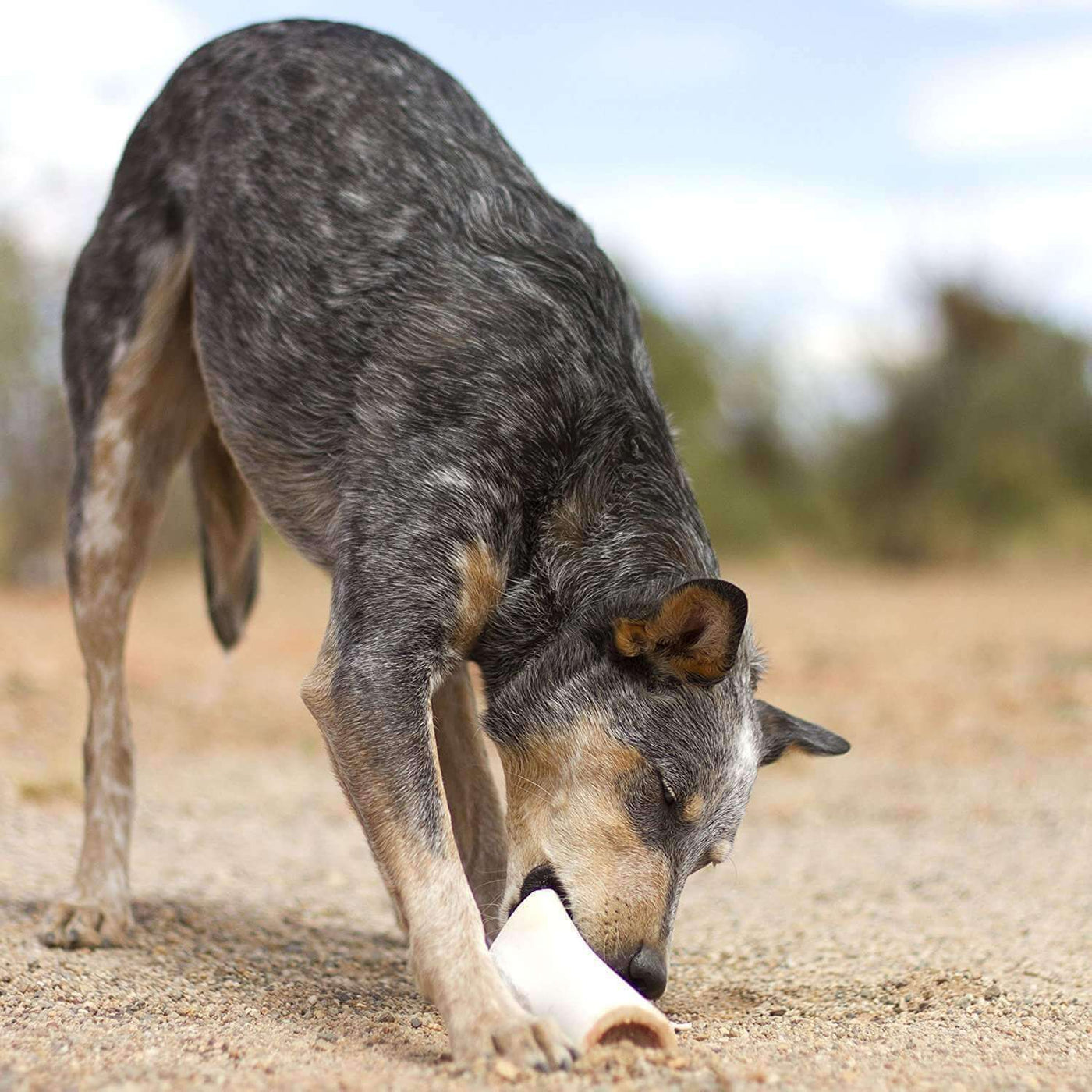 Large Filled Dog Bone Variety Pack   