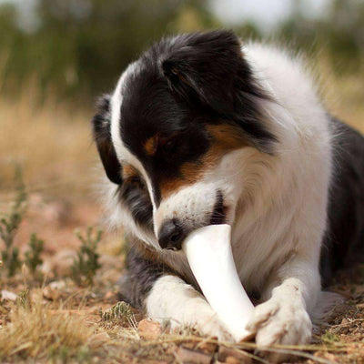 Peanut Butter Filled Dog Bones (Large)   