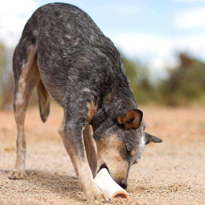 Peanut Butter Filled Dog Bones (Large)   