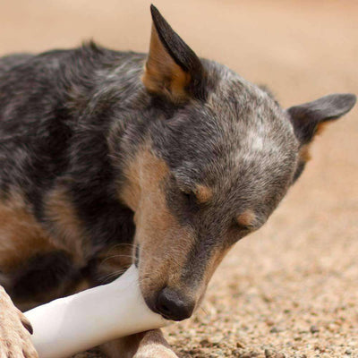 Peanut Butter Filled Dog Bones (Small)   