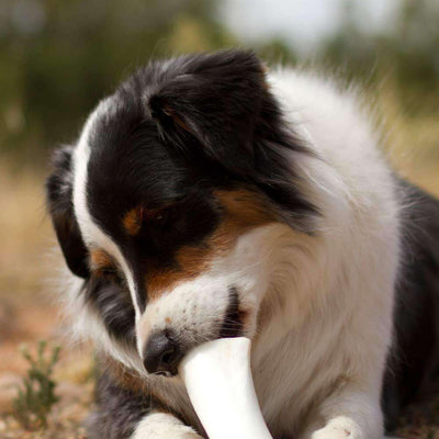 Small Filled Dog Bone Variety Pack   